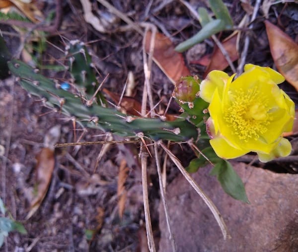 opuntia retrorsa