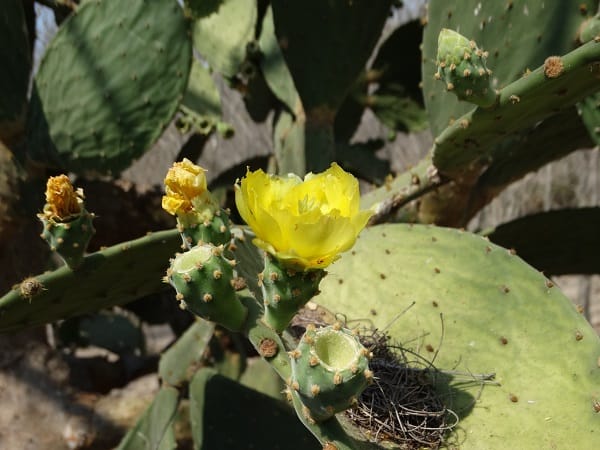 opuntia rileyi