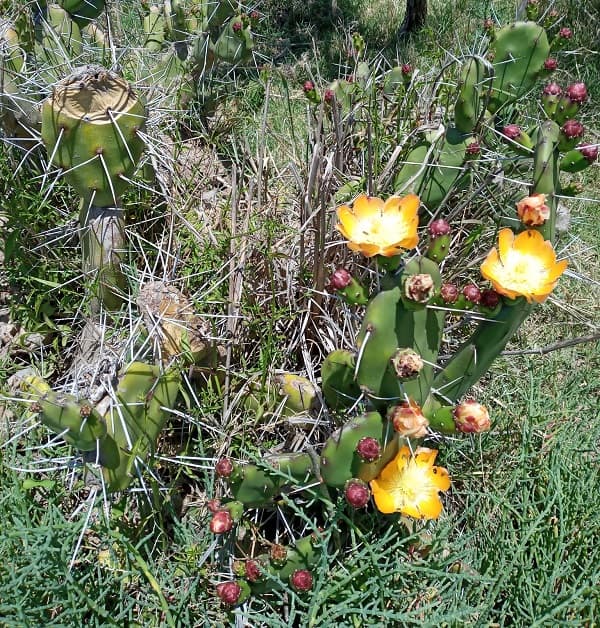 opuntia rioplatense