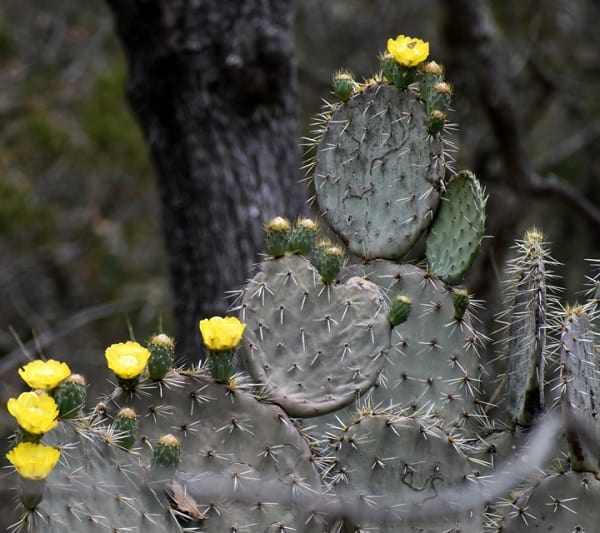 opuntia robusta