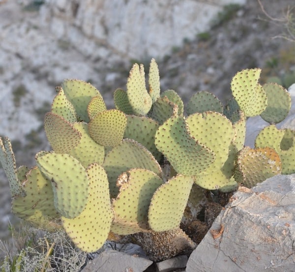 opuntia rufida