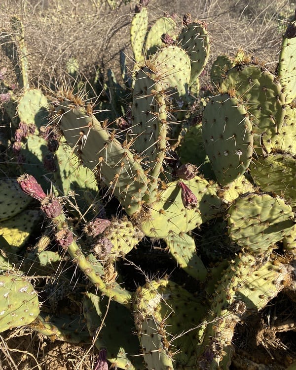 opuntia rugosa