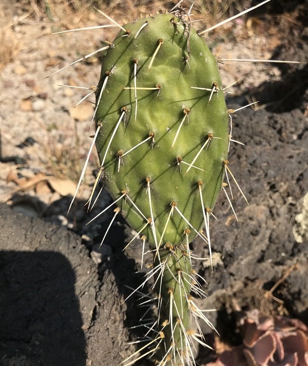 opuntia rzedowskii