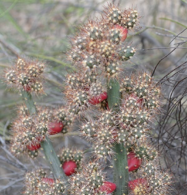 opuntia salmiana