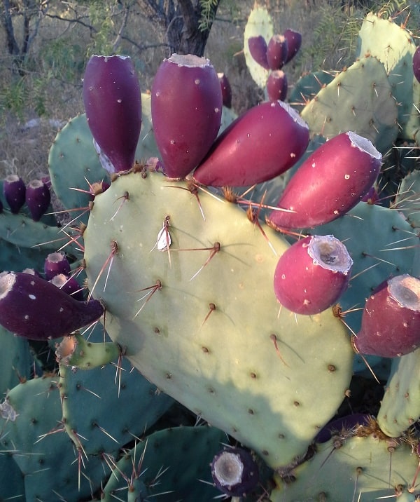 opuntia sanguinocula