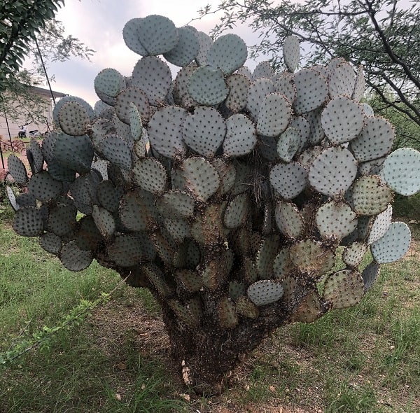 opuntia santa rita