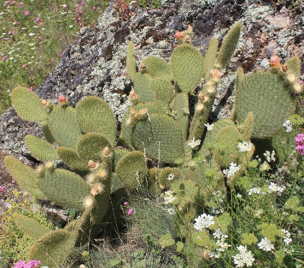 opuntia scheeri