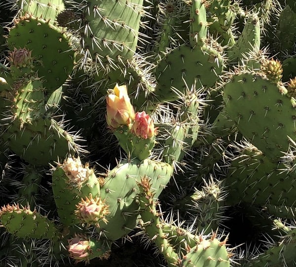 opuntia semispinosa