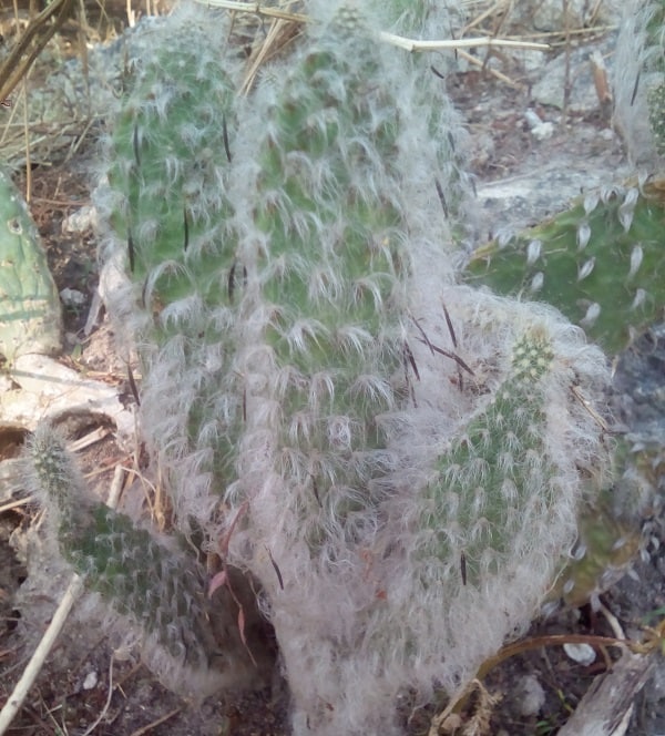 opuntia senilis