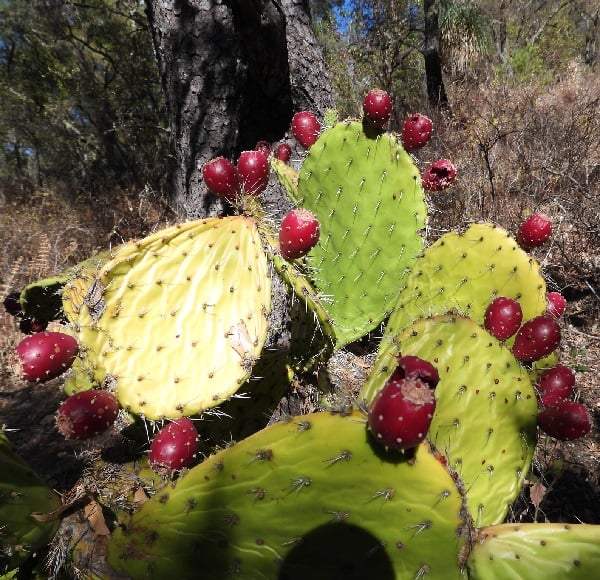 opuntia sierralagunensis