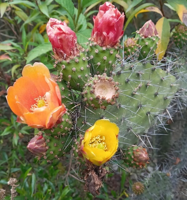 opuntia soederstromiana