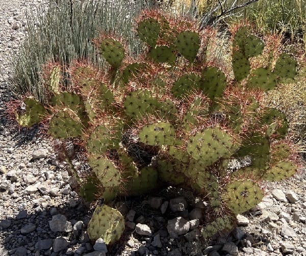 opuntia spinosibacca