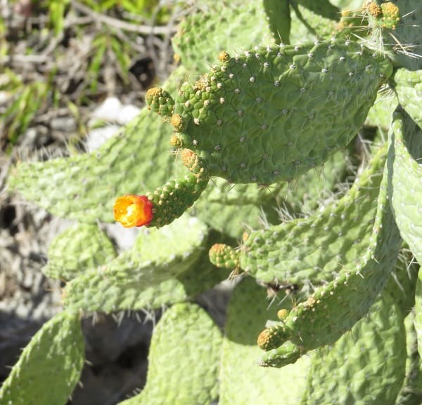 opuntia spinosissima