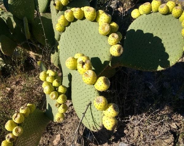 opuntia spinulifera