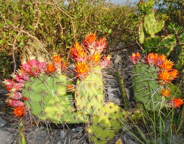 opuntia stenopetala