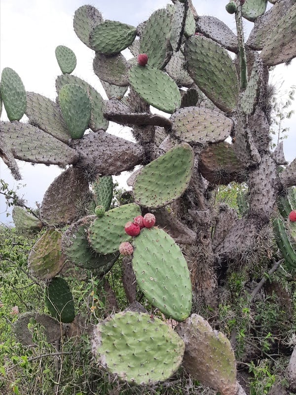 opuntia streptacantha