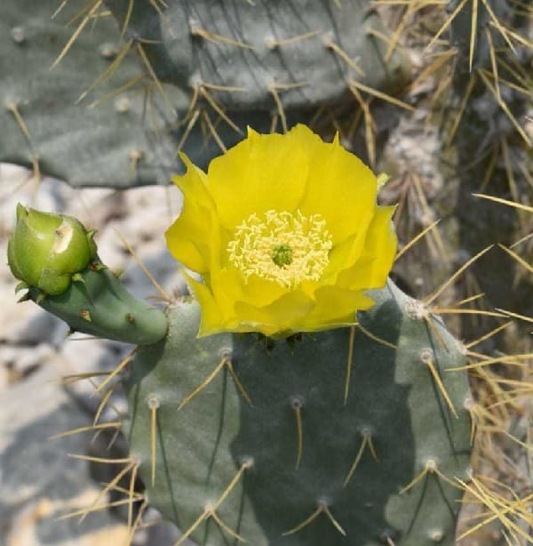 opuntia stricta subs. esparzae