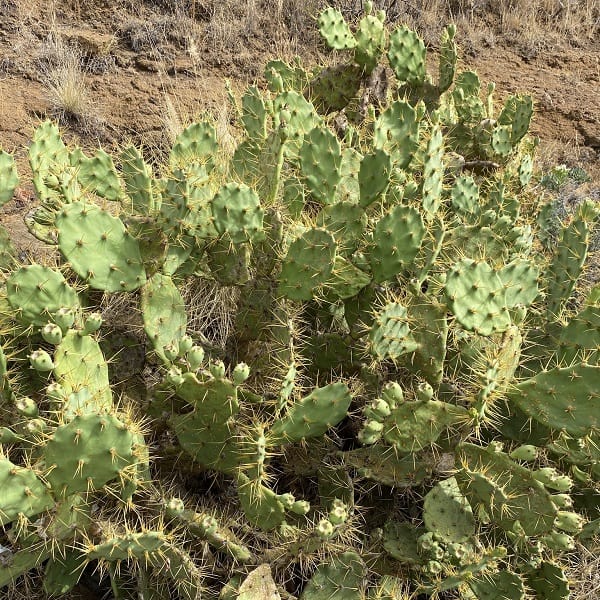 opuntia stricta