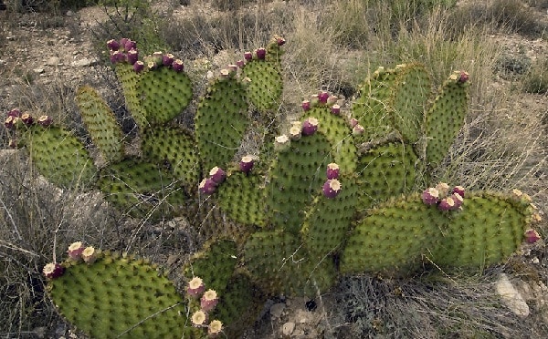 opuntia strigil