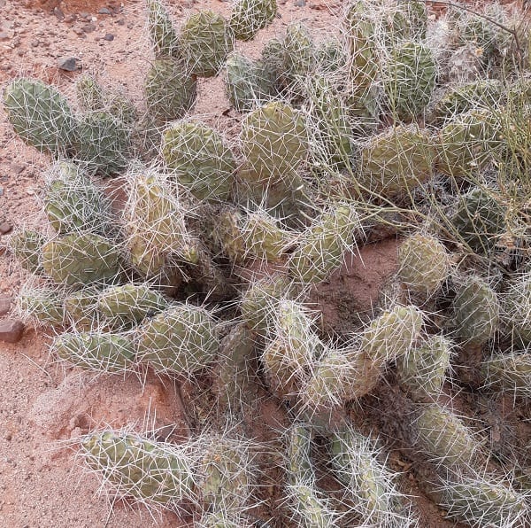 opuntia sulphurea