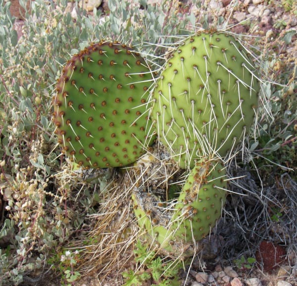 opuntia tapona