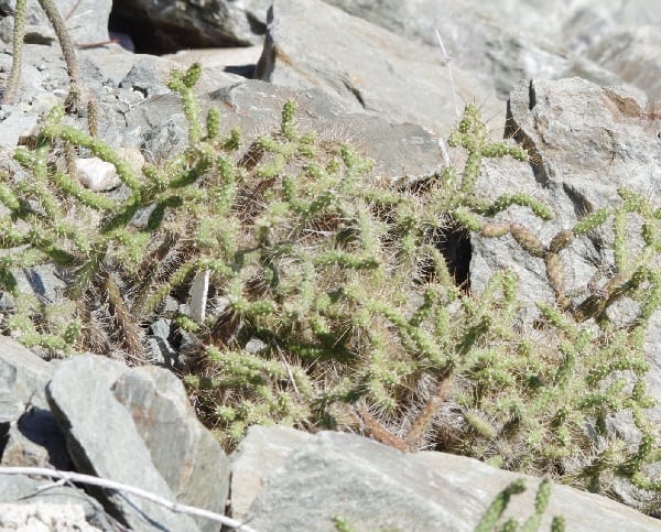 opuntia taylorii