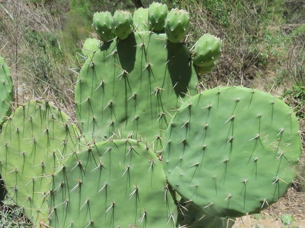 opuntia tehuacana