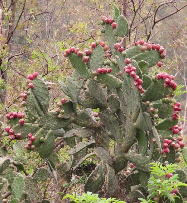 opuntia tomentosa