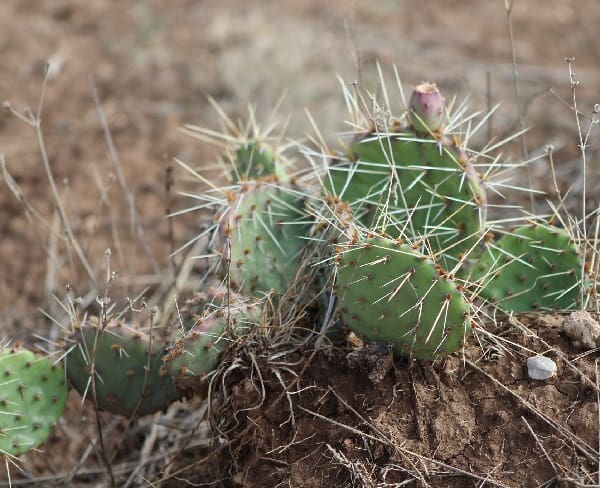 opuntia tortispina