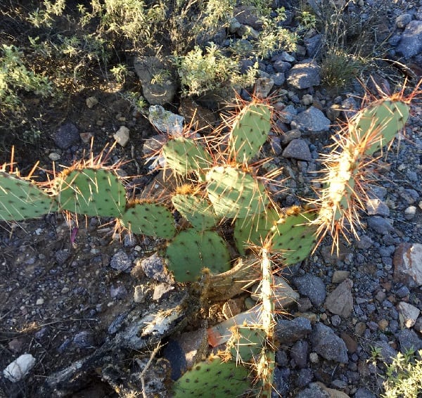 opuntia toumeyi