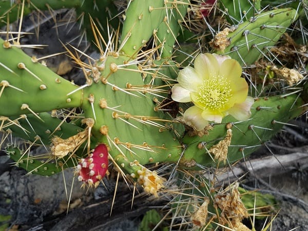 opuntia triacanthos