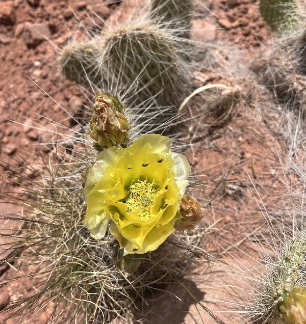 opuntia trichophora