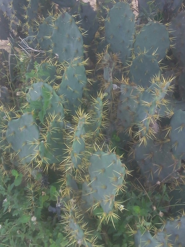 opuntia tuna