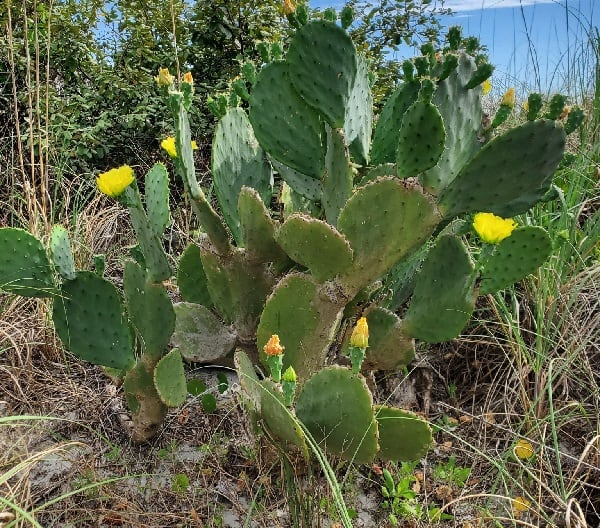 opuntia tunoidea