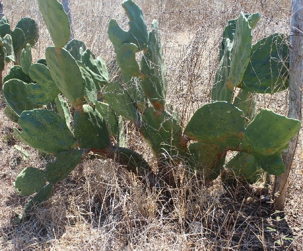 opuntia undulata