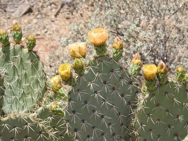 opuntia valida