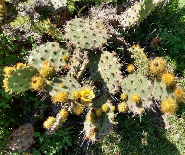 opuntia velutina