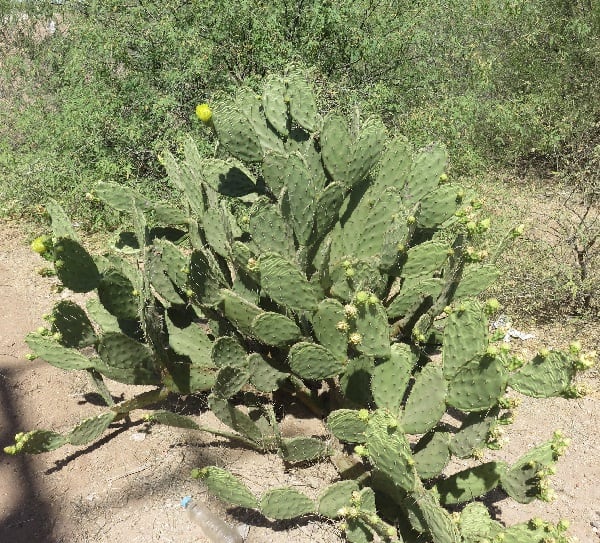 opuntia