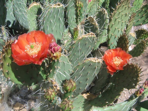 opuntia woodsii