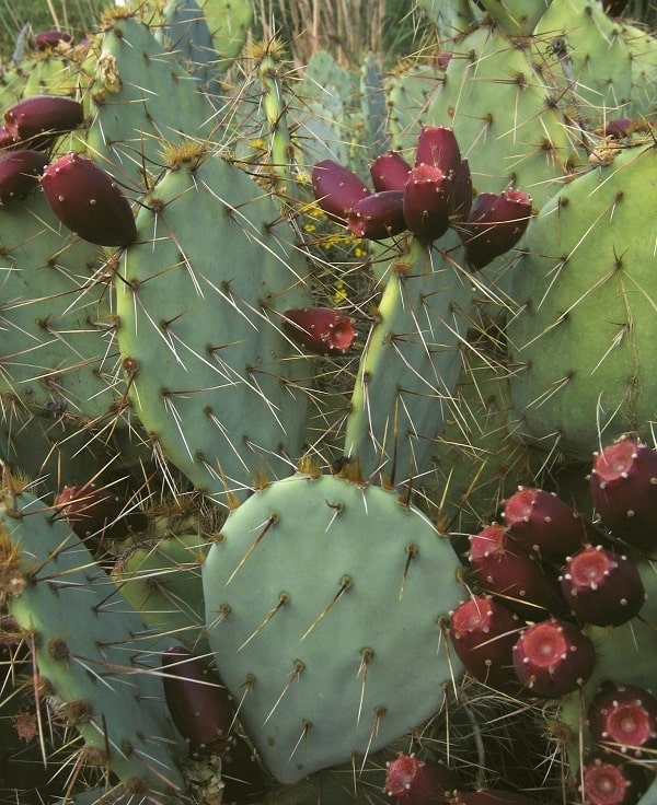 opuntia wootonii