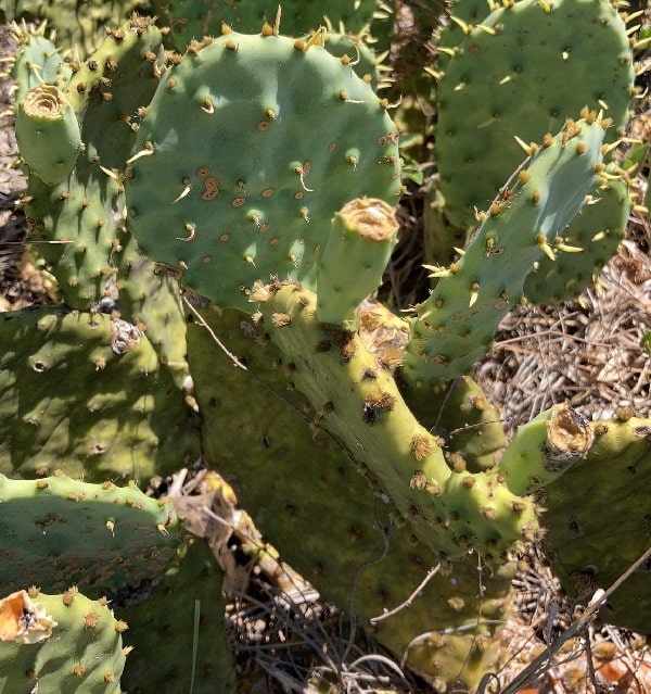 opuntia