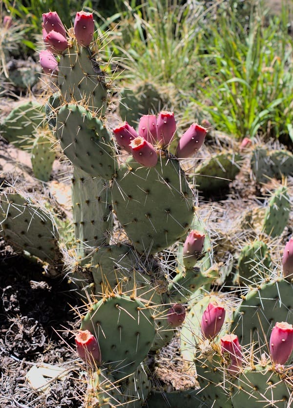 opuntia zuniensis