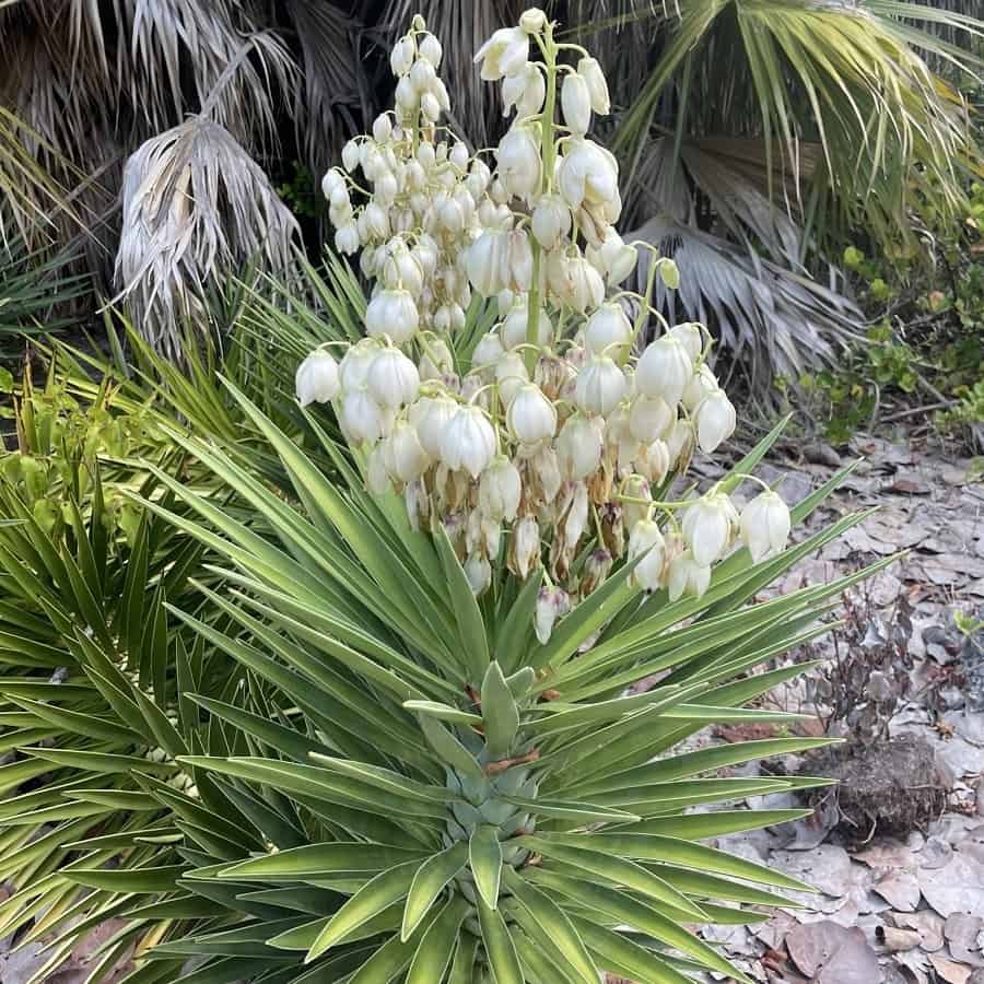 yucca aloifolia