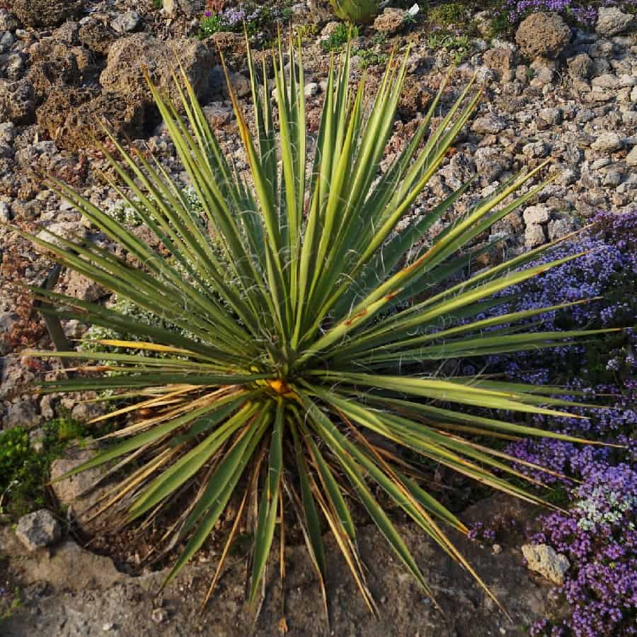 yucca angustissima var. avia