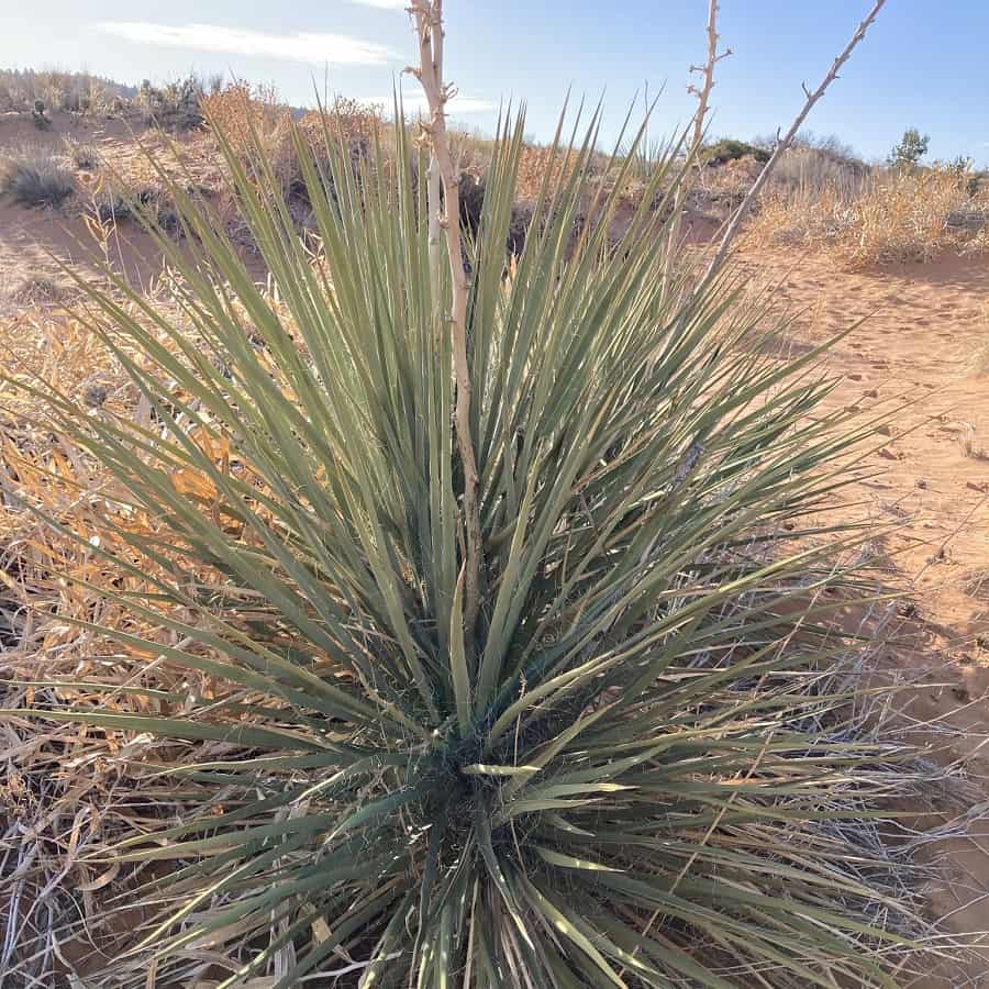 yucca angustissima var. kanabensis