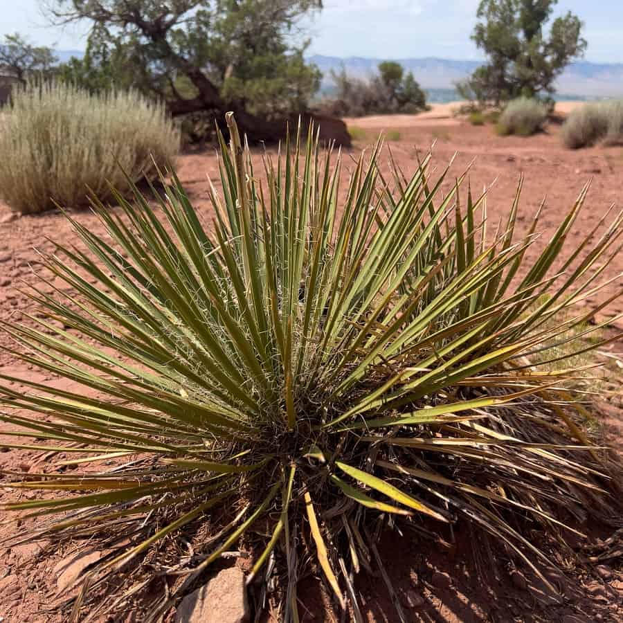 yucca angustissima