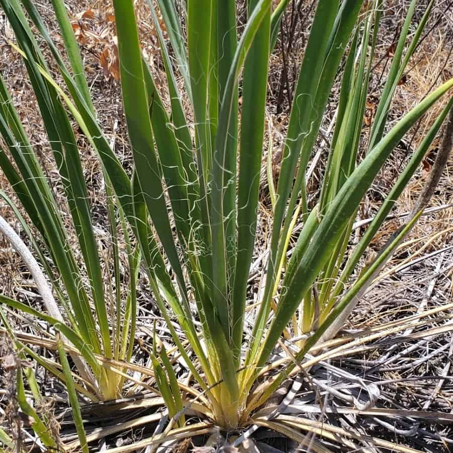 yucca arkansana