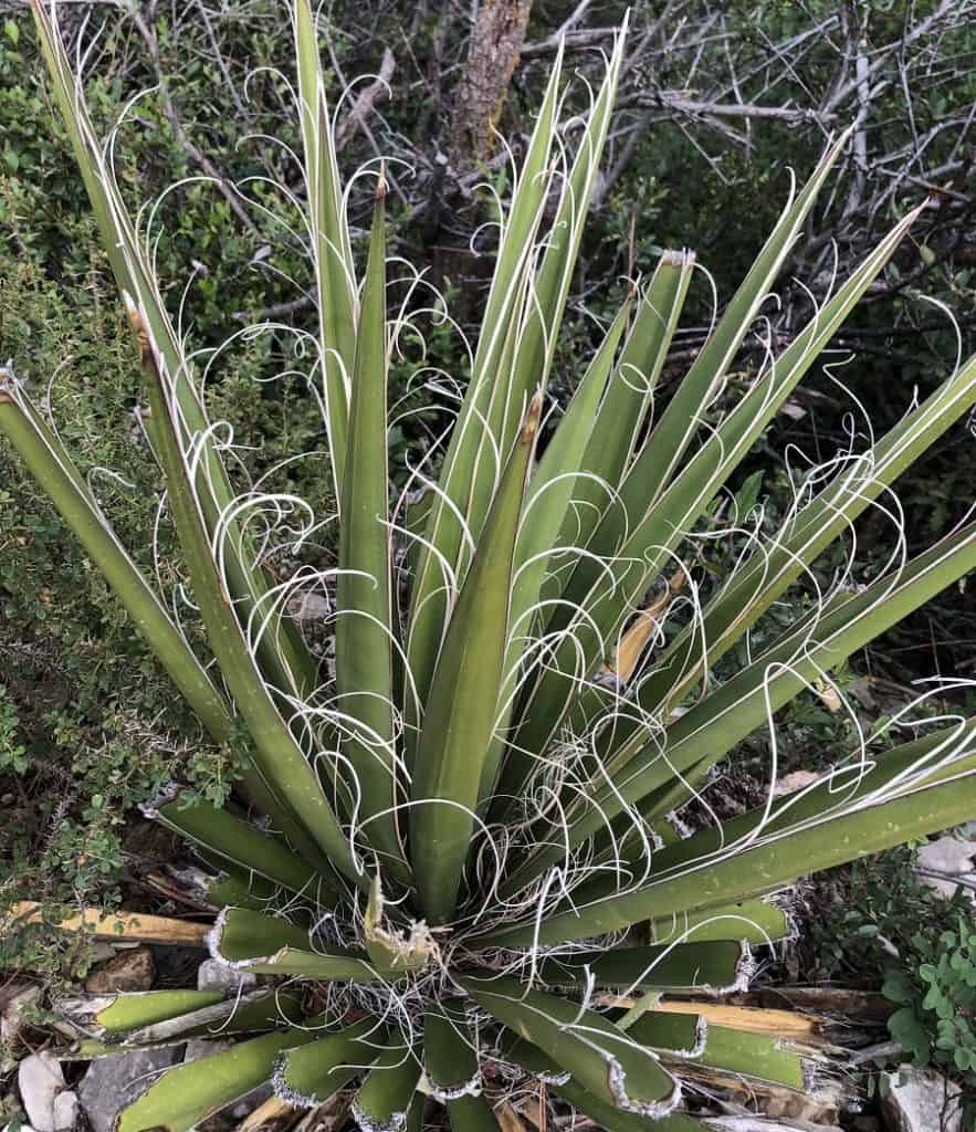 yucca baccata