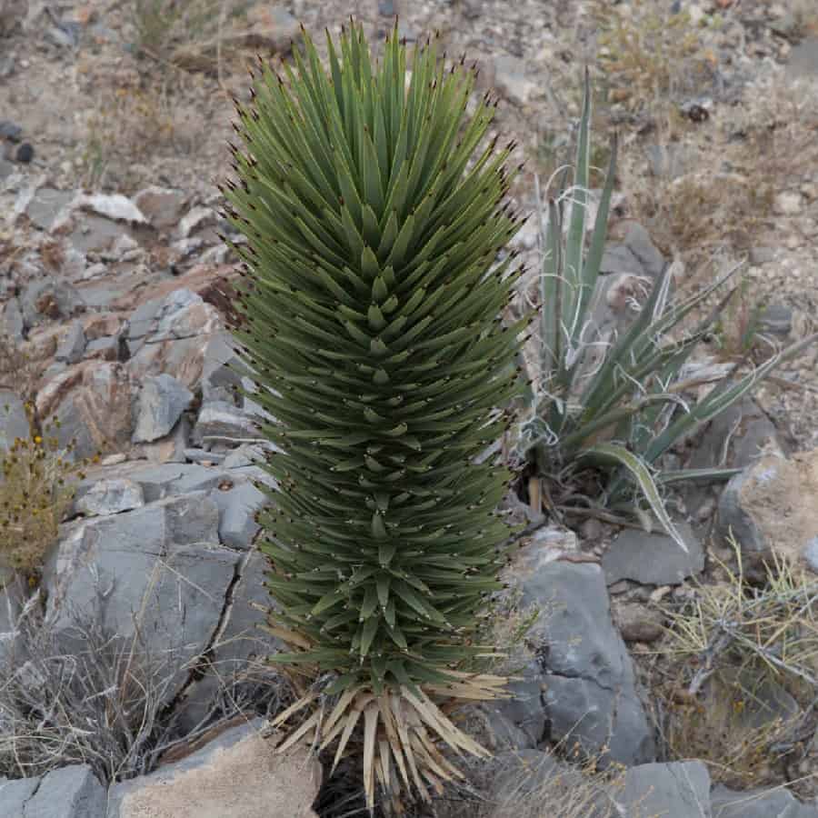 yucca baccata var. brevifolia