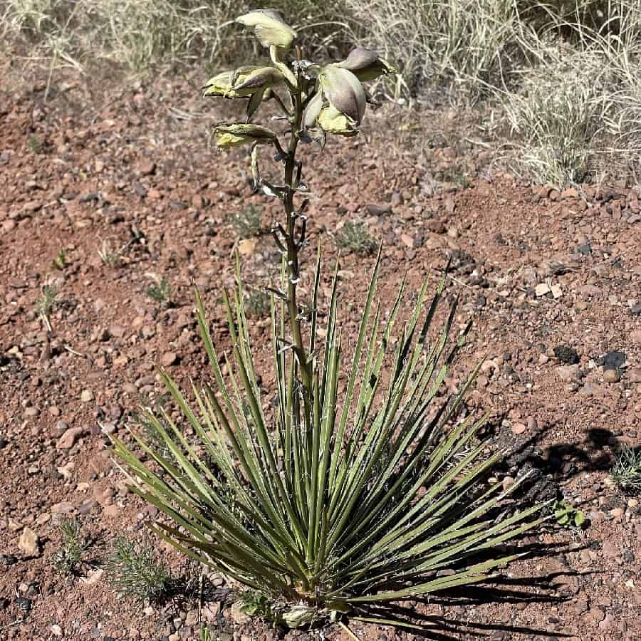 yucca baileyi